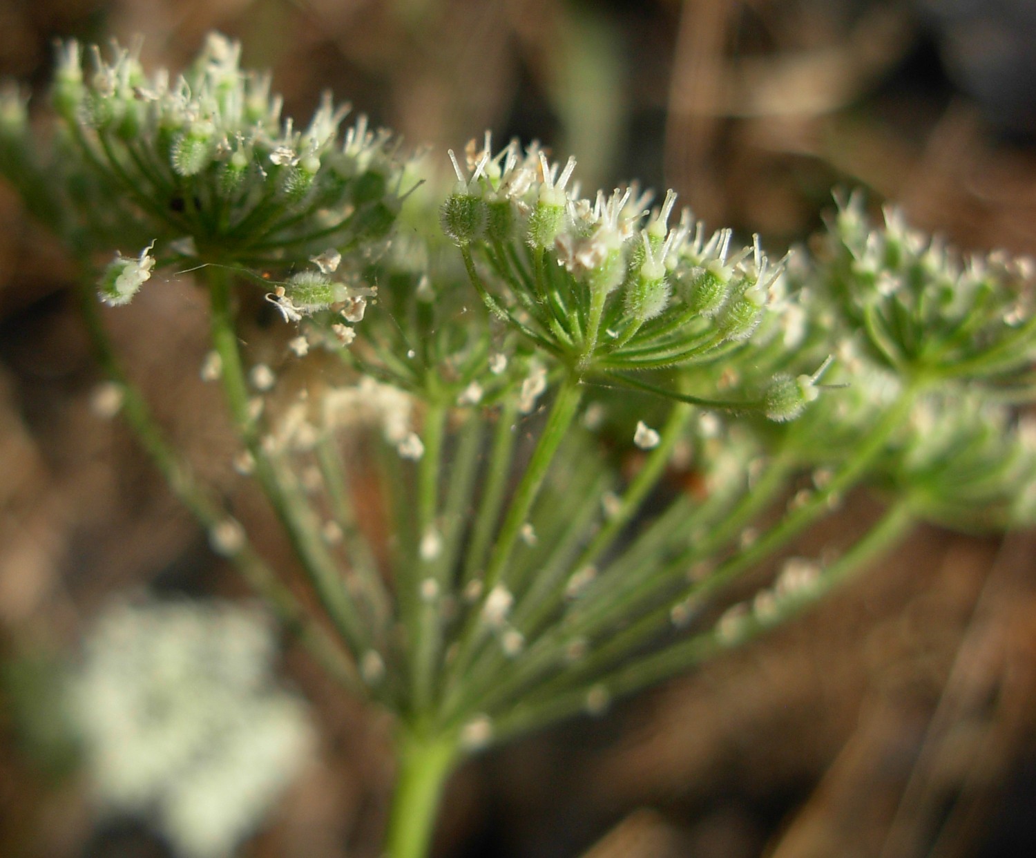 Pimpinella peregrina L./Tragoselino calcitrappa